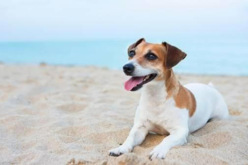 Thing To Do Bringing Your Pet