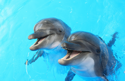 Free Dolphin Cruise Tickets